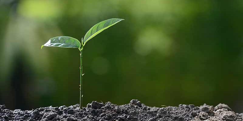 tree-planting